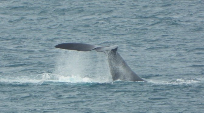 Nullarbor Nymph and Whale of a Tail!