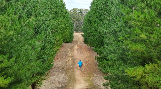 A Walk in Kuitpo Forest