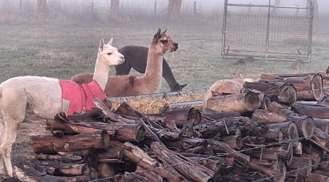 Winter with Woolly Companions: Three Months Alpaca Farm Sitting in Victoria